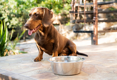Canicule et animaux : les bons réflexes pour les protéger en été