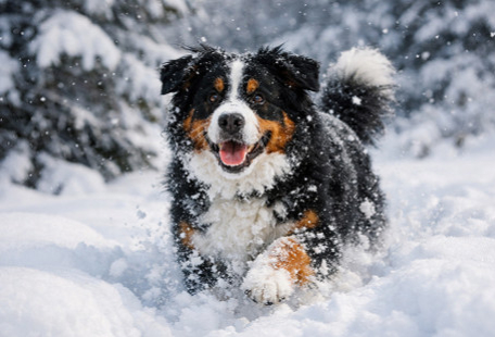 Conseil santé hiver : protégez la peau et les pattes de vos animaux