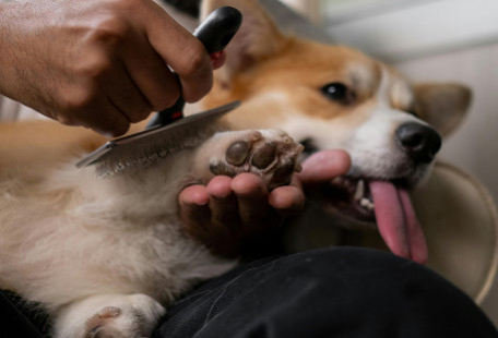 Chien : prévention au quotidien, gestes simples pour protéger votre compagnon