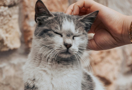 Chat : petits signaux à surveiller (peau, digestion, oreilles, yeux)